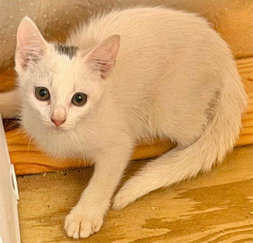 picture of the cat needing adoption