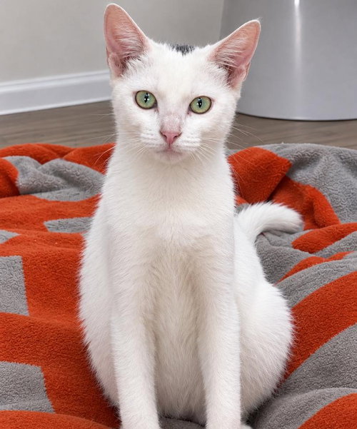 Pasie, a cat for adoption from Wags and Whiskers Animal Rescue League