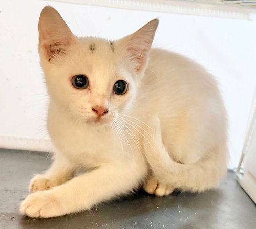 picture of the cat needing adoption