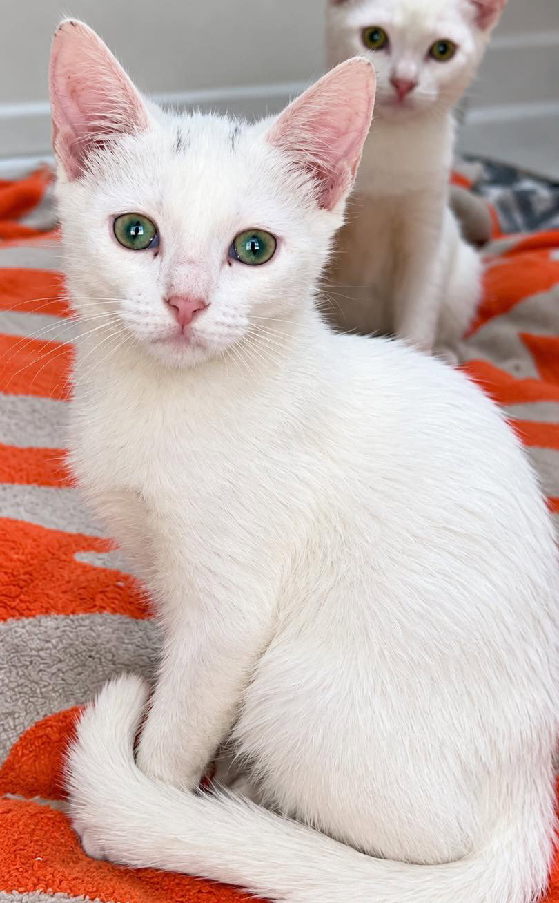 Prissy