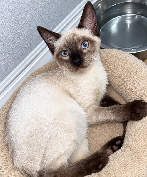 Prince, a cat for adoption from Wags and Whiskers Animal Rescue League