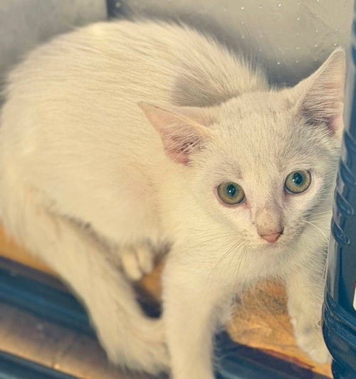 picture of the cat needing adoption