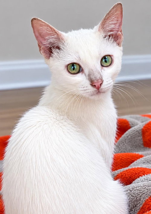 Pickles, a cat for adoption from Wags and Whiskers Animal Rescue League