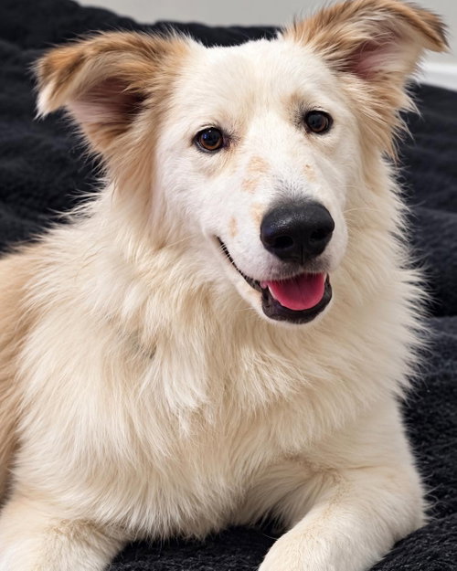 Rosa, a dog for adoption from Wags and Whiskers Animal Rescue League