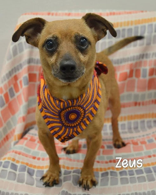 Zeus, a dog for adoption from Wags and Whiskers Animal Rescue League