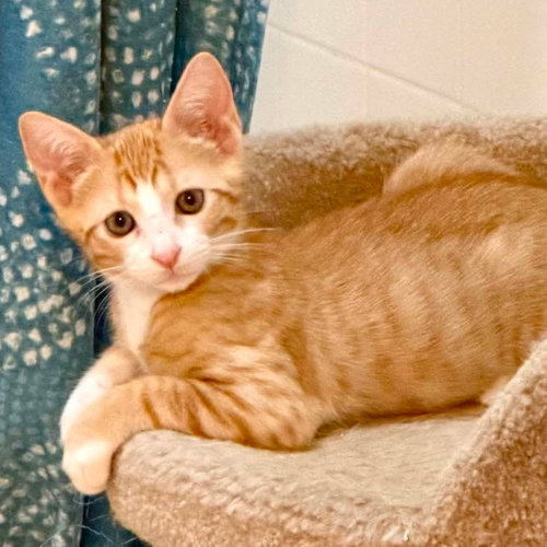 Cheddar, a cat for adoption from Wags and Whiskers Animal Rescue League