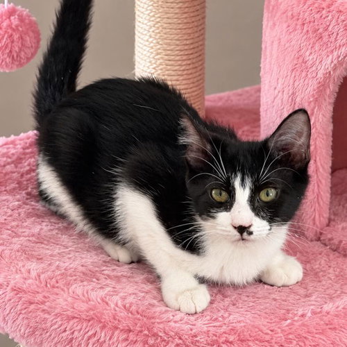 picture of the cat needing adoption