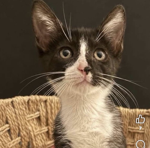 picture of the cat needing adoption