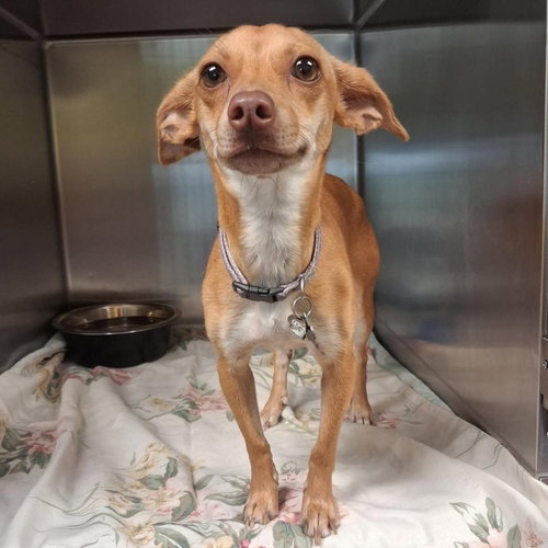 Hazel, a dog for adoption from Wags and Whiskers Animal Rescue League