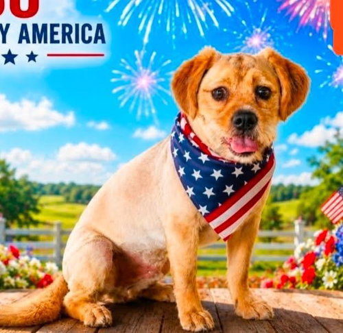 Milo, a dog for adoption from Wags and Whiskers Animal Rescue League