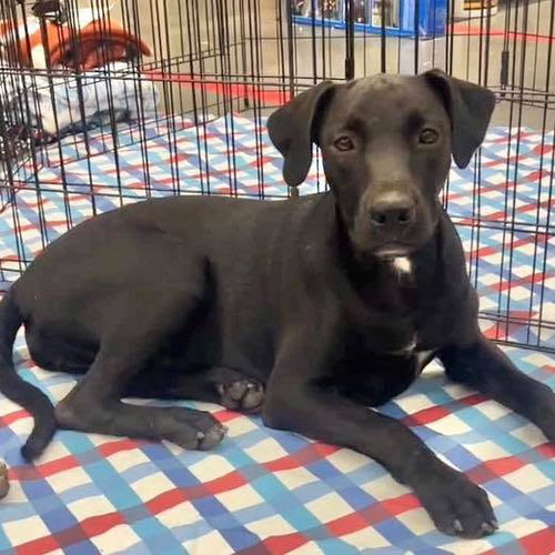 Missy, a dog for adoption from Wags and Whiskers Animal Rescue League