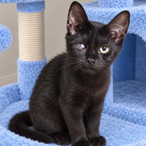 picture of the cat needing adoption