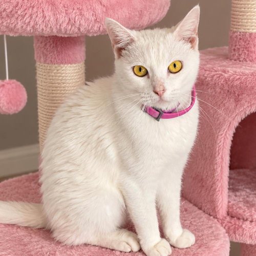 picture of the cat needing adoption