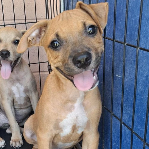 Dean, a dog for adoption from Wags and Whiskers Animal Rescue League
