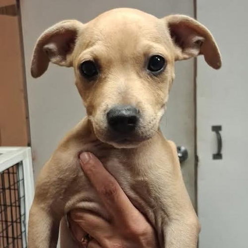 Sam, a dog for adoption from Wags and Whiskers Animal Rescue League