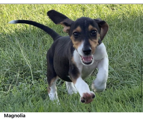 Magnolia, a dog for adoption from Wags and Whiskers Animal Rescue League