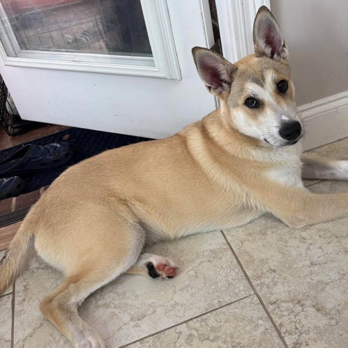 Everett, a dog for adoption from Wags and Whiskers Animal Rescue League