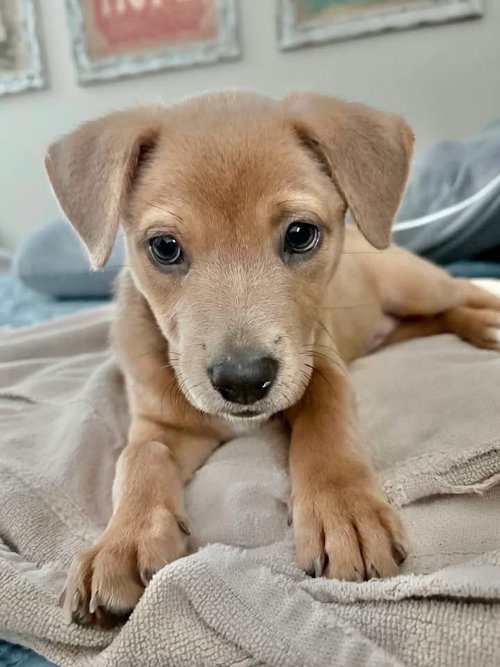 Heidi, a dog for adoption from Wags and Whiskers Animal Rescue League