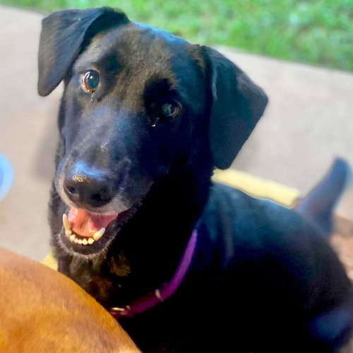 Bailey Joy, a dog for adoption from Wags and Whiskers Animal Rescue League