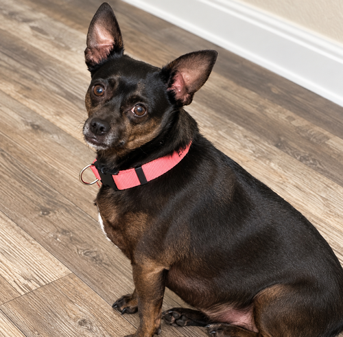 Evie, a dog for adoption from Wags and Whiskers Animal Rescue League
