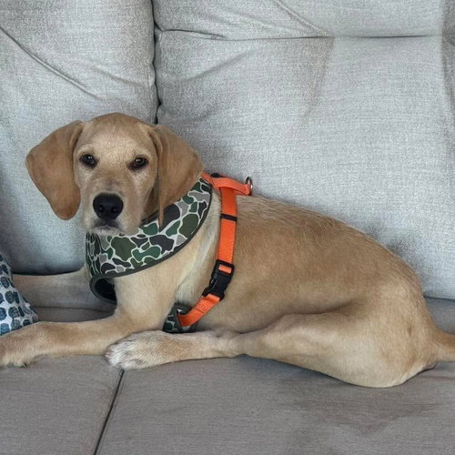 Jack, a dog for adoption from Wags and Whiskers Animal Rescue League