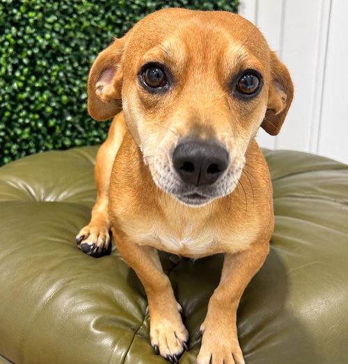 Jupiter, a dog for adoption from Wags and Whiskers Animal Rescue League