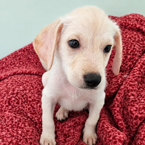 Larry, a dog for adoption from Wags and Whiskers Animal Rescue League