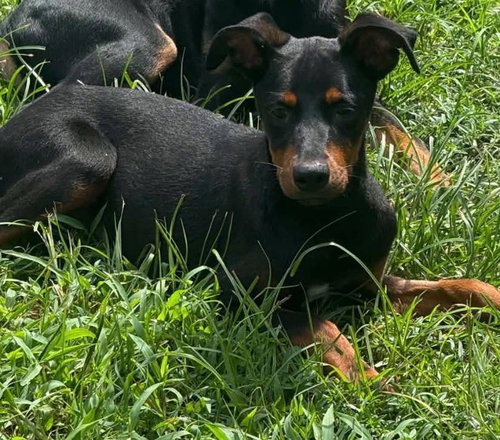 Tony, a dog for adoption from Wags and Whiskers Animal Rescue League