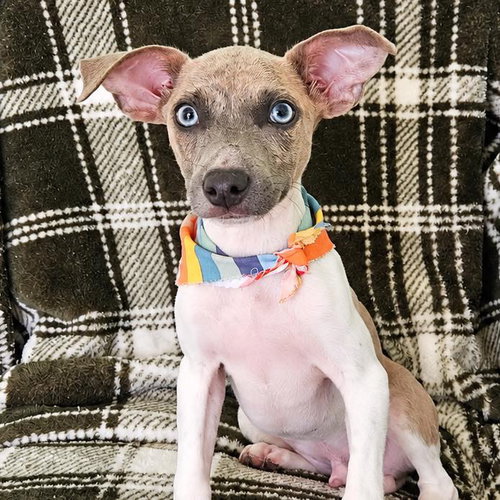 Cameron, a dog for adoption from Wags and Whiskers Animal Rescue League
