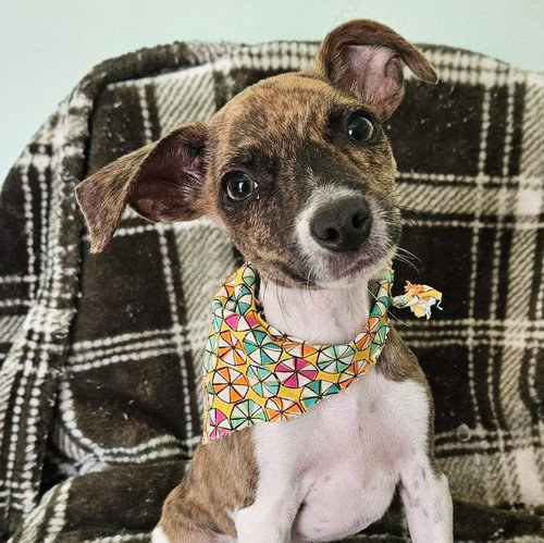 Dakota, a dog for adoption from Wags and Whiskers Animal Rescue League