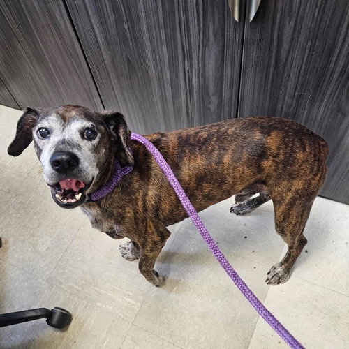 Dennie, a dog for adoption from Wags and Whiskers Animal Rescue League