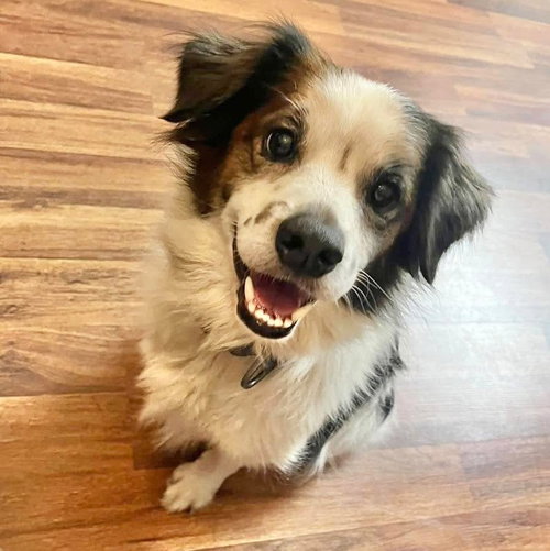 Ivan, a dog for adoption from Wags and Whiskers Animal Rescue League