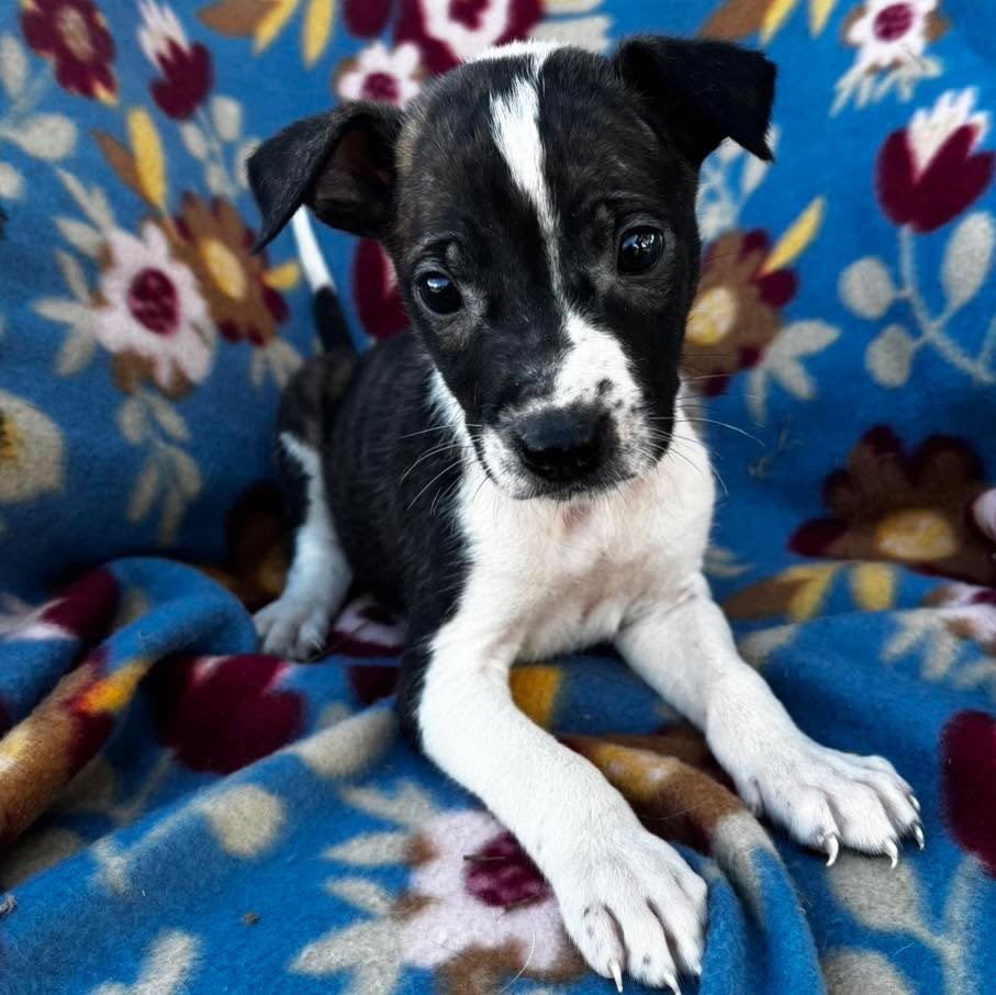 Tiffin, Terrier