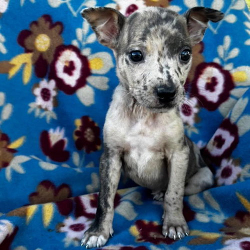 Tulip, a dog for adoption from Wags and Whiskers Animal Rescue League