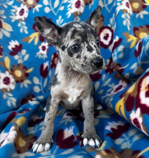 Ty, a dog for adoption from Wags and Whiskers Animal Rescue League