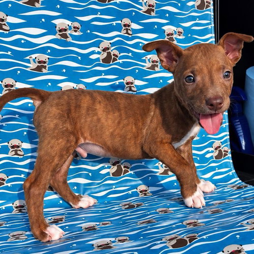 Trey, a dog for adoption from Wags and Whiskers Animal Rescue League