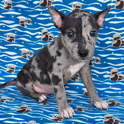 Trixie, a dog for adoption from Wags and Whiskers Animal Rescue League