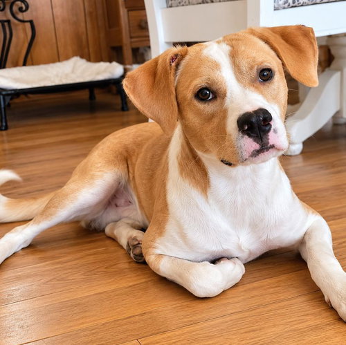 Duncan, a dog for adoption from Wags and Whiskers Animal Rescue League