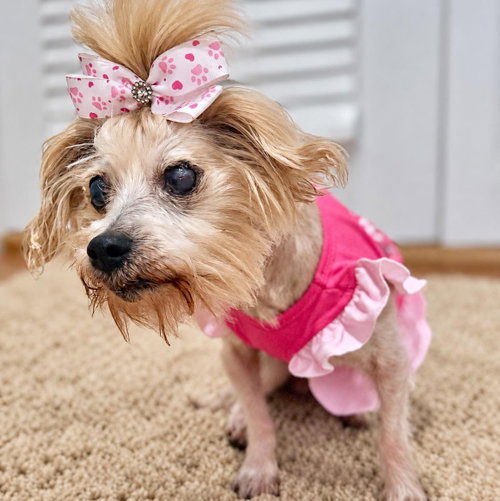 Ella, a dog for adoption from Wags and Whiskers Animal Rescue League