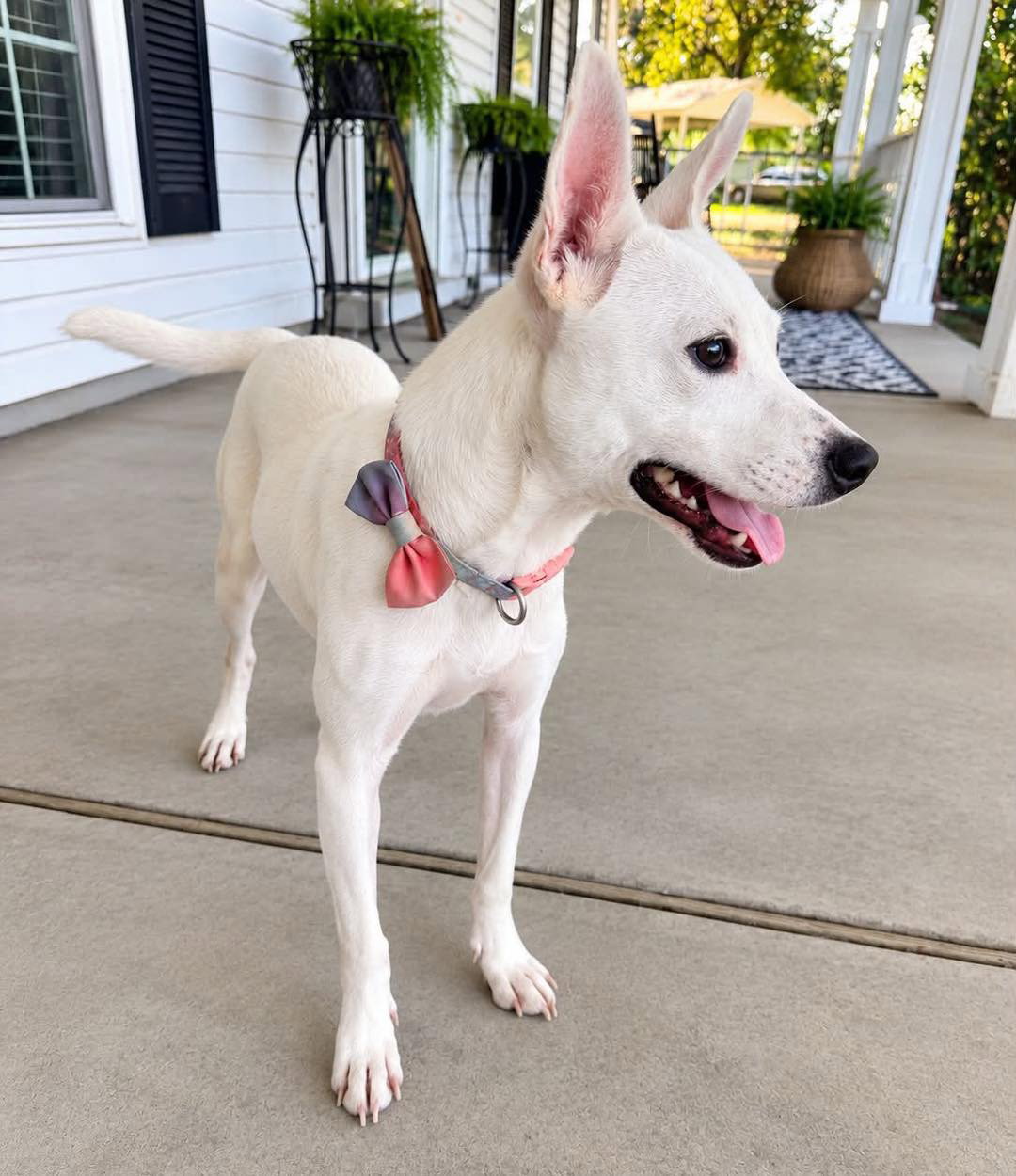 Happy, Jack Russell Terrier