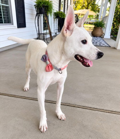 Happy, a dog for adoption from Wags and Whiskers Animal Rescue League