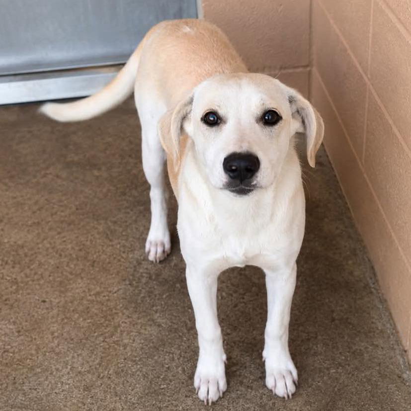 Avalon, Yellow Labrador Retriever