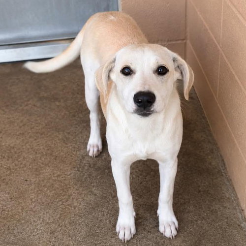 Avalon, a dog for adoption from Wags and Whiskers Animal Rescue League