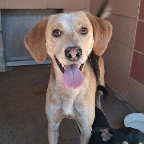 Hank, a dog for adoption from Wags and Whiskers Animal Rescue League