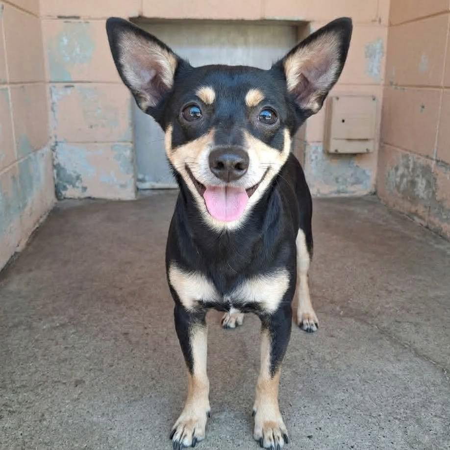 Theo, Chihuahua