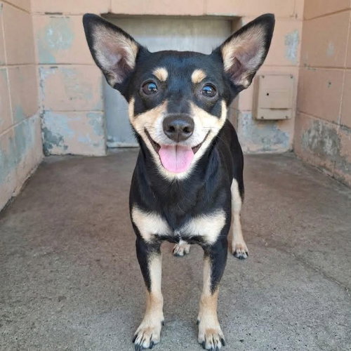 Theo, a dog for adoption from Wags and Whiskers Animal Rescue League