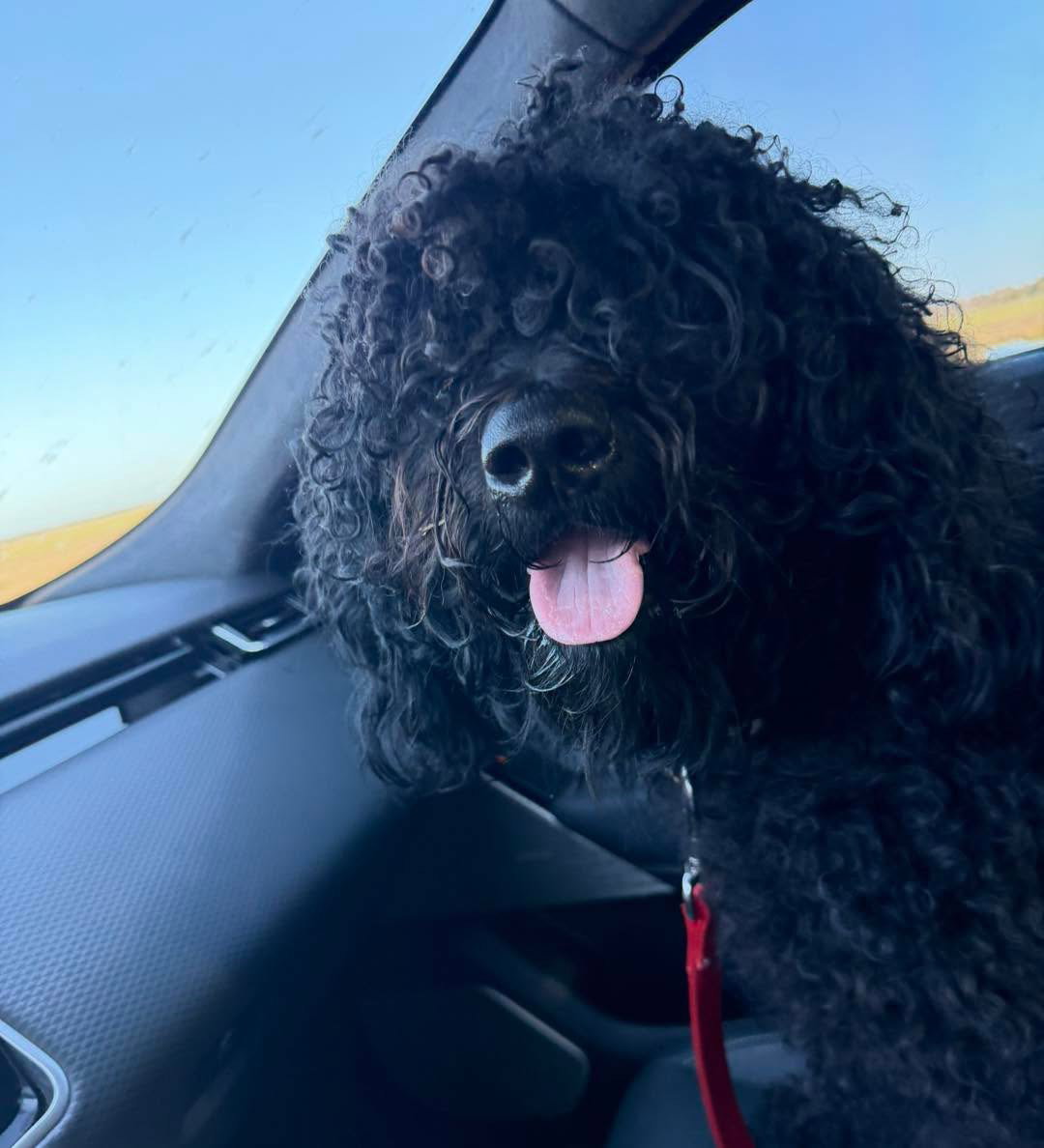Cash, Poodle (Standard)