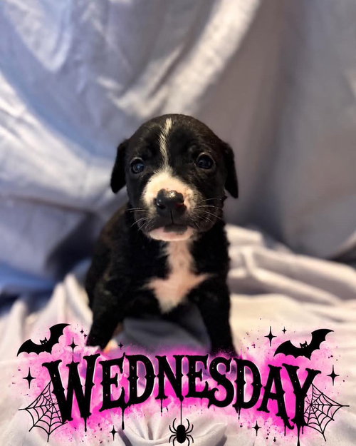 Wednesday, a dog for adoption from Wags and Whiskers Animal Rescue League
