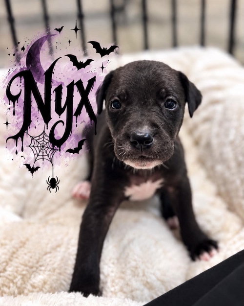 Nyx, a dog for adoption from Wags and Whiskers Animal Rescue League