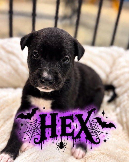 Hex, a dog for adoption from Wags and Whiskers Animal Rescue League